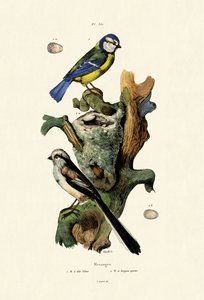 Long-tailed Tit by French School